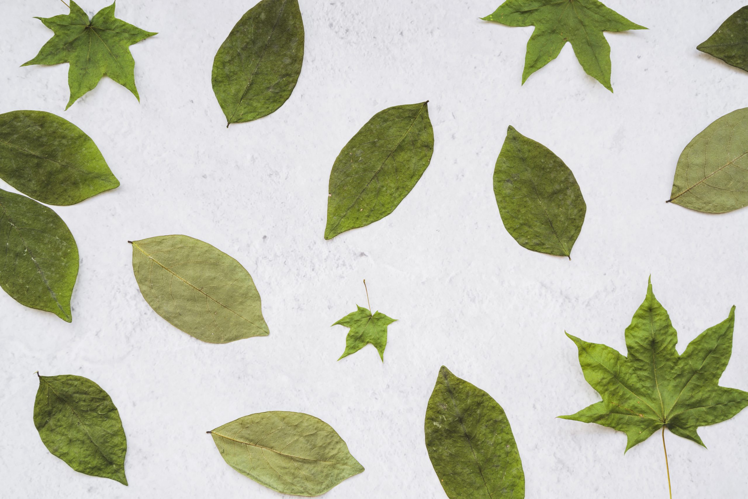 foglie stirate per decorazioni autunnali fai da te, lavoretti autunnali facili