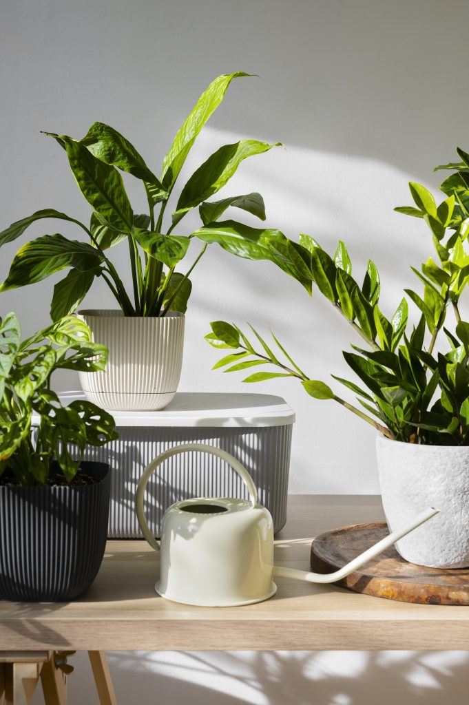 piante da appartamento facili da curare e resistenti. La scelta giusta per ogni ambiente. Piante da tenere in bagno o in camera da letto