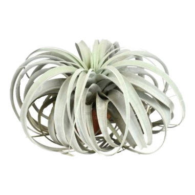 piante da tenere in bagno, piante adatte ad appartamenti piccoli e umidi: tillandsia