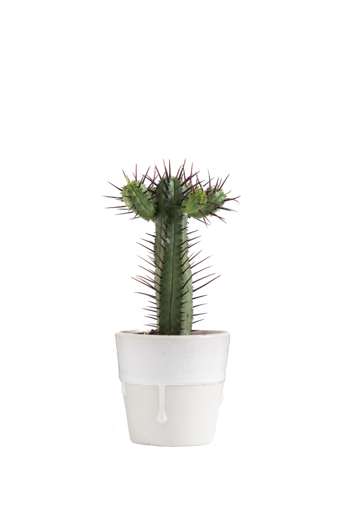 piante decorative e resistenti per la casa. Piante da interni: il cactus
