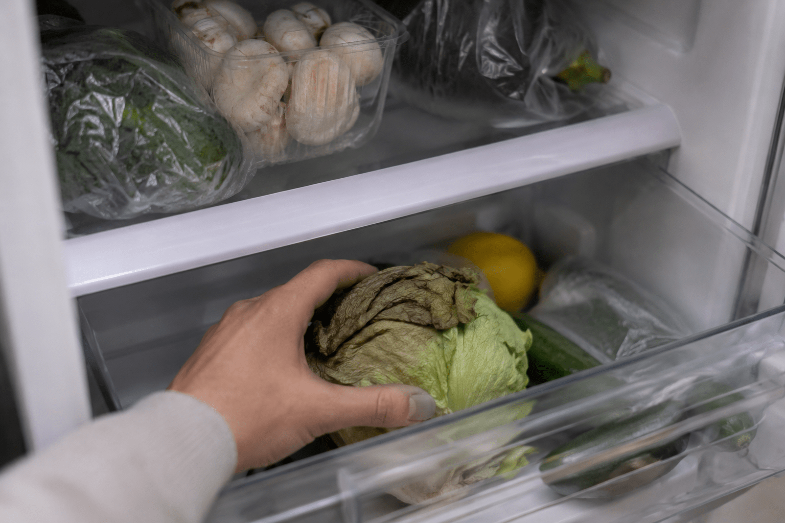 Mano che trova una lattuga appassita nascosta nel cassetto delle verdure del frigorifero, accanto a un limone dimenticato e altri alimenti conservati da tempo.